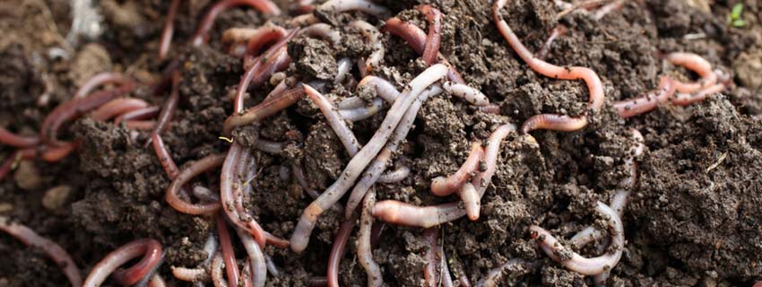 vermicomposting